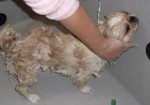 banho-e-tosa-de-animais-maranguape-1377090915