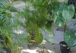 plantas-ornamentais-maranguape-1377116077