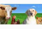 produtos-veterinarios-maranguape-1377092357