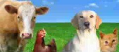 produtos-veterinarios-maranguape-1377092357