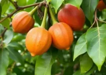 produção e colheita de maracujá em Maranguape