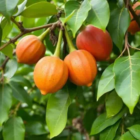 produção e colheita de maracujá em Maranguape