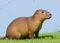 capivaras no Ceará