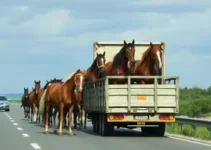 caminhão com cavalos